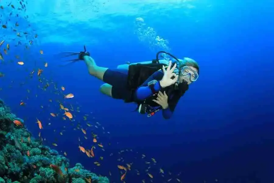 A diver among colourful fish in the blue water