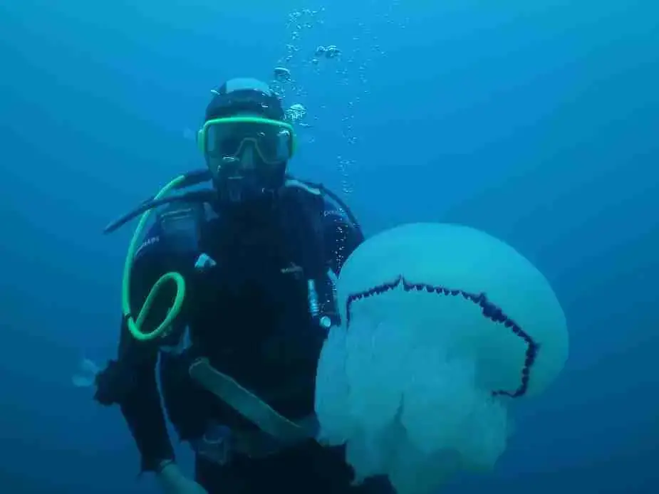 A diver next to a large jellyfish