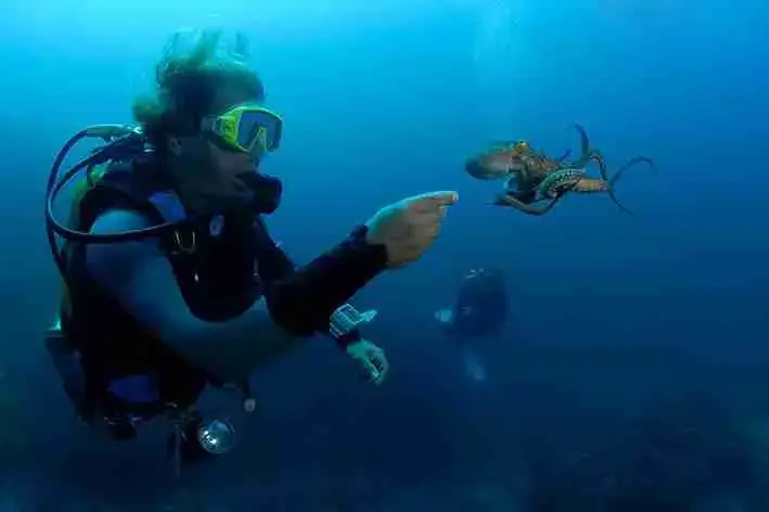 A diver meeting an octopus underwater