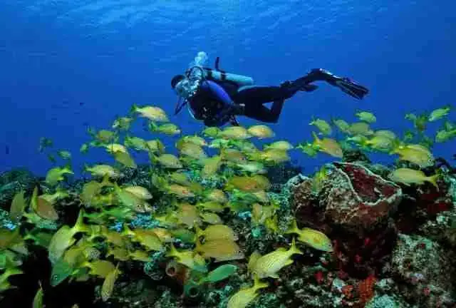 A diver swimming over a school of yellow fish
