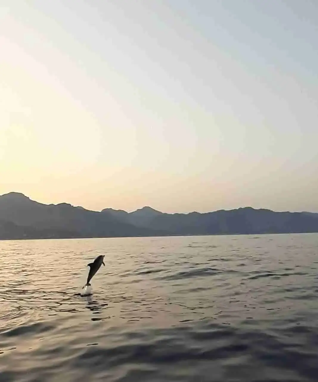 A dolphin jumping out of the sea at sunset off the Taormina coast