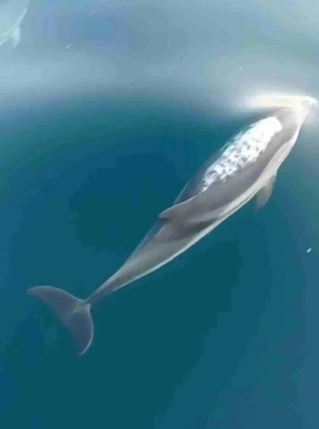 A dolphin swimming just under the surface next to the boat