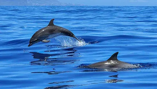 Dolphin watching sunset cruise with Sicilian aperitif