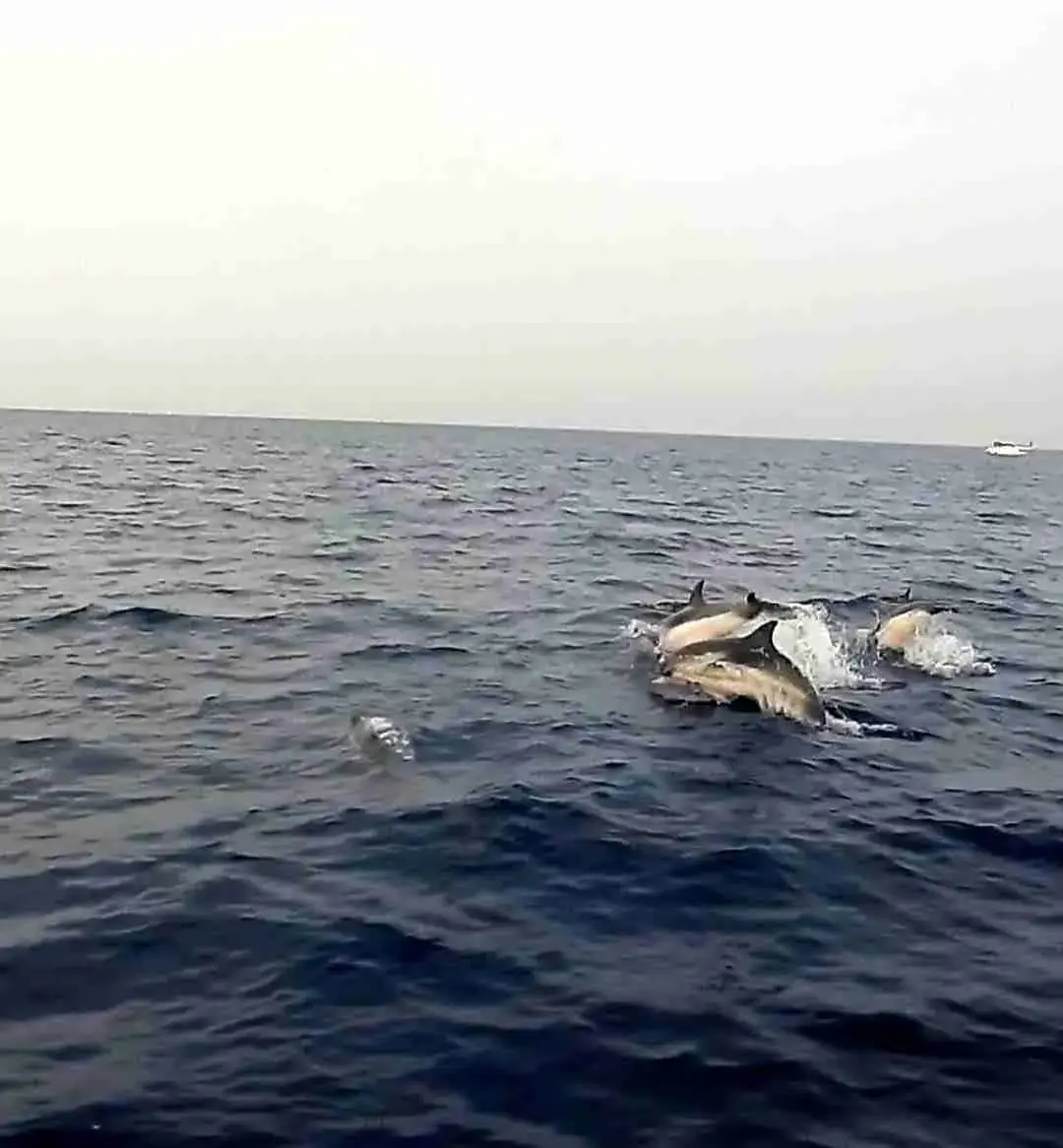 Dolphins swimming close to the boat in the Ionian Sea