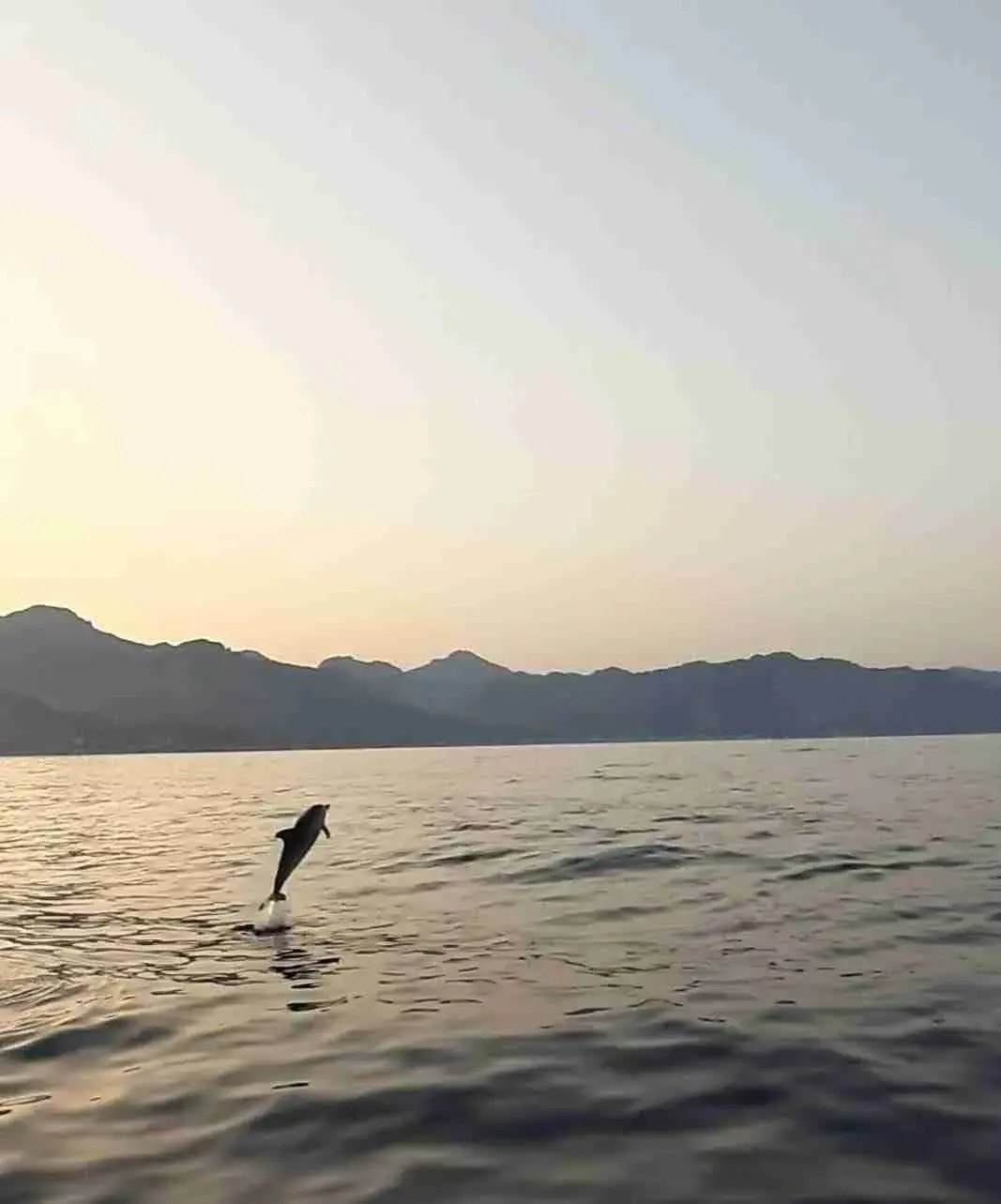 Dolphin watching sunset cruise with Sicilian aperitif