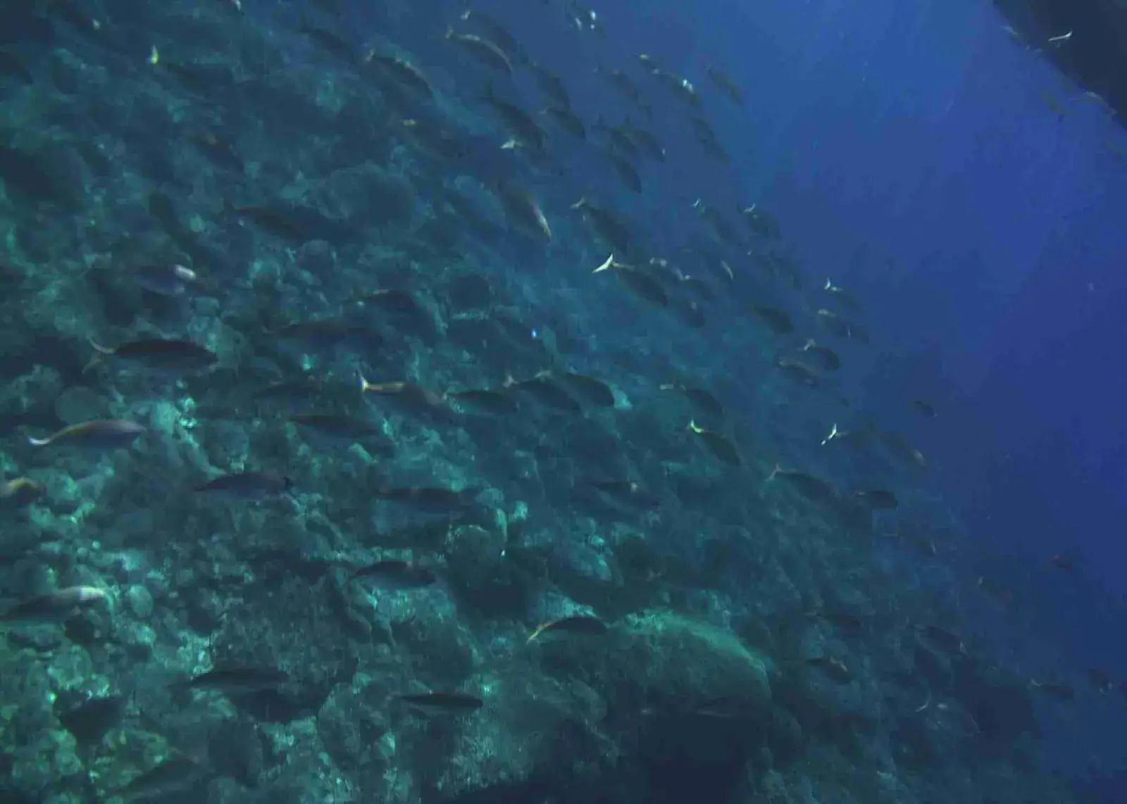 Fish swimming in the blue water of the Ionian Sea