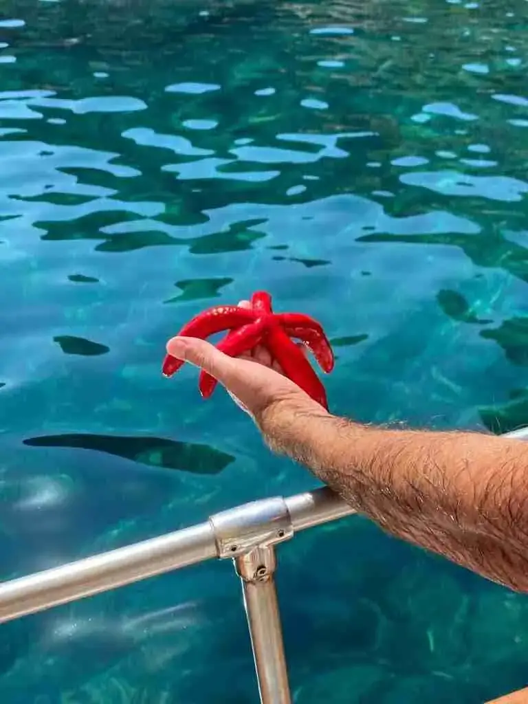 A red starfish found while snorkeling near Isola Bella