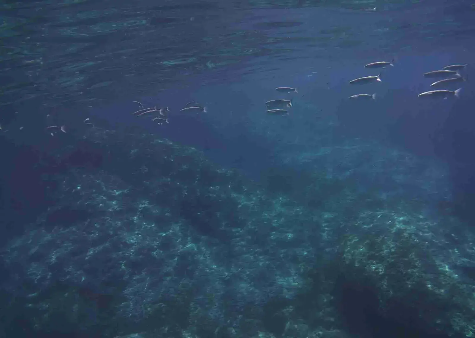 A school of fish in the deep blue sea