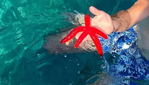 Snorkeling tour: Taormina coast – Isola Bella marine park