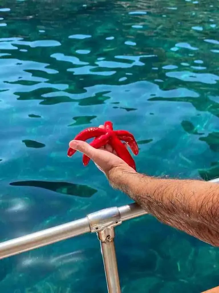 Snorkeling tour: Taormina coast – Isola Bella marine park